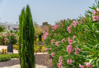 Neubau Immobilien - Wohnungen - Los Montesinos - Vistabella Golf