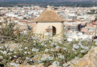 New Build - Townhouses - Cox