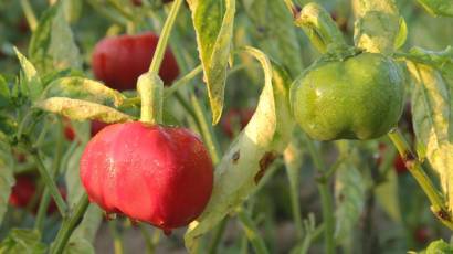 Guardamar del Segura